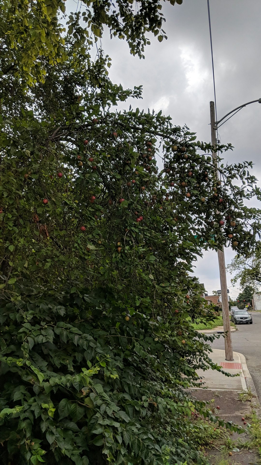 Ripe apples on tree